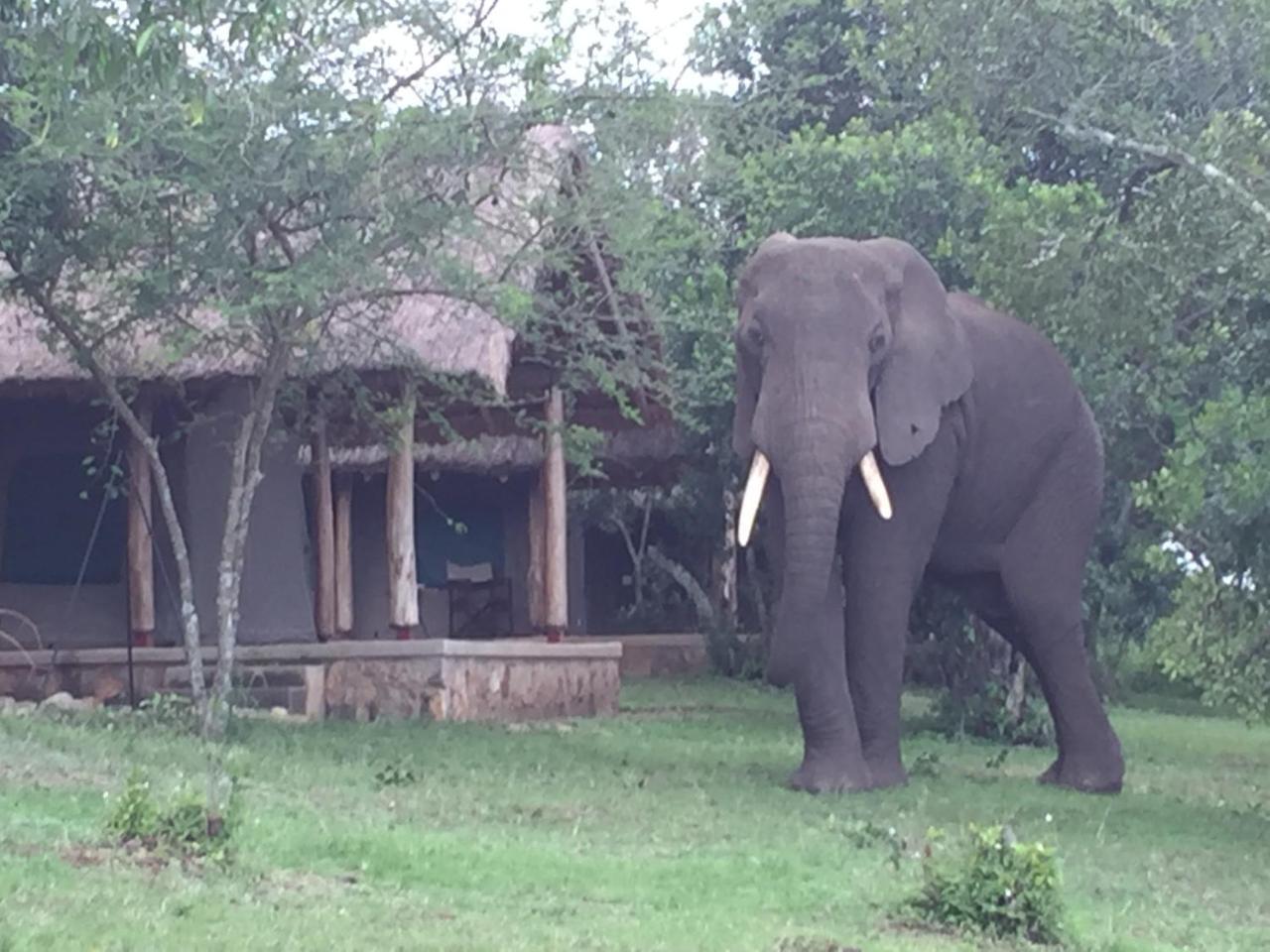 Queen Elizabeth Bush Lodge By Nature Lodges Ltd Katunguru ภายนอก รูปภาพ